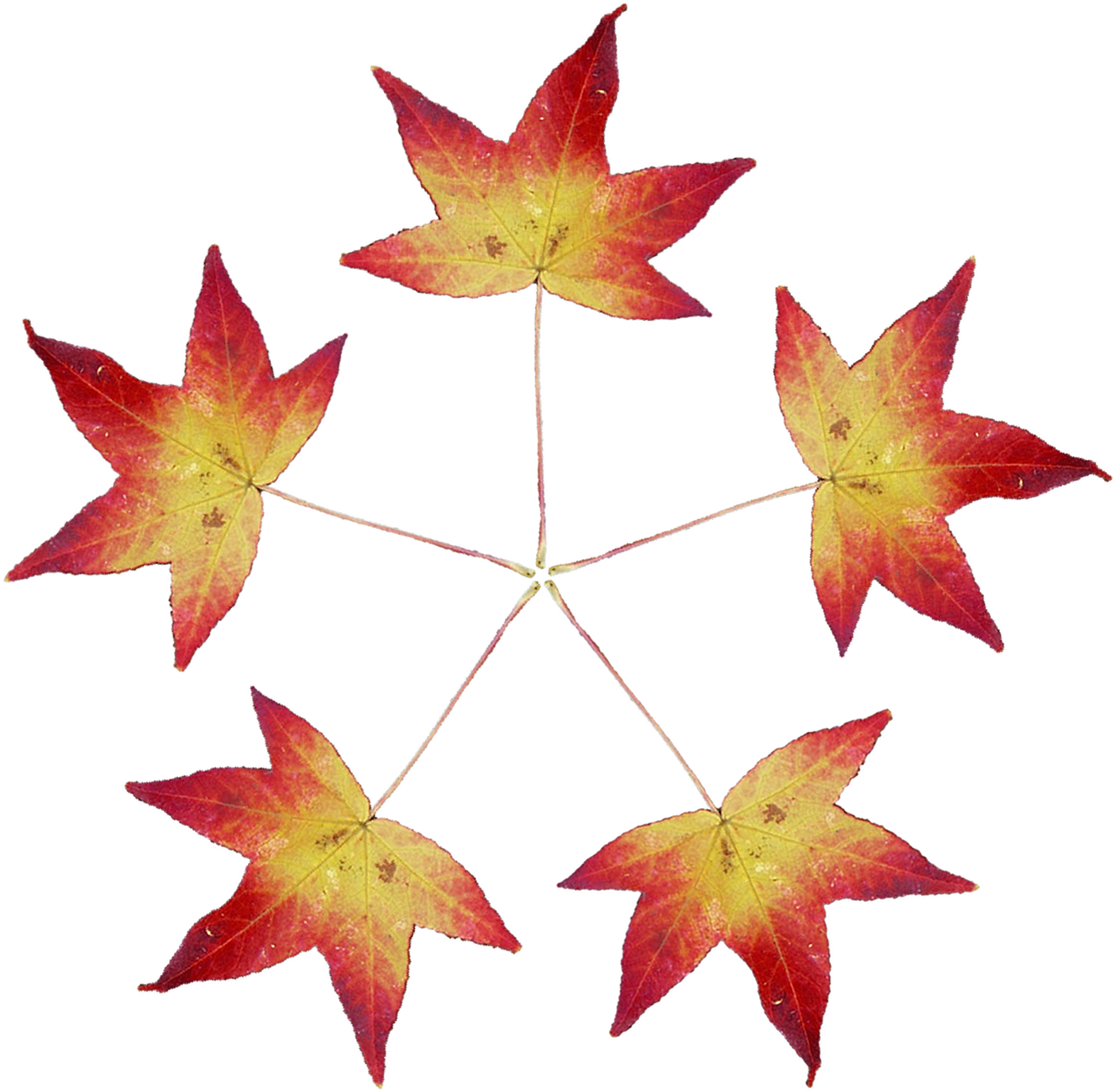 leaf-tile.png
