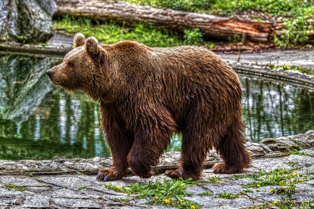 bear.jpg