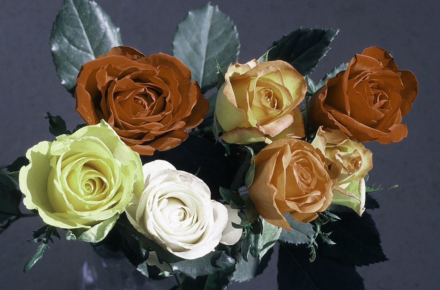 flowers-02 rotated GBR-30.jpg
