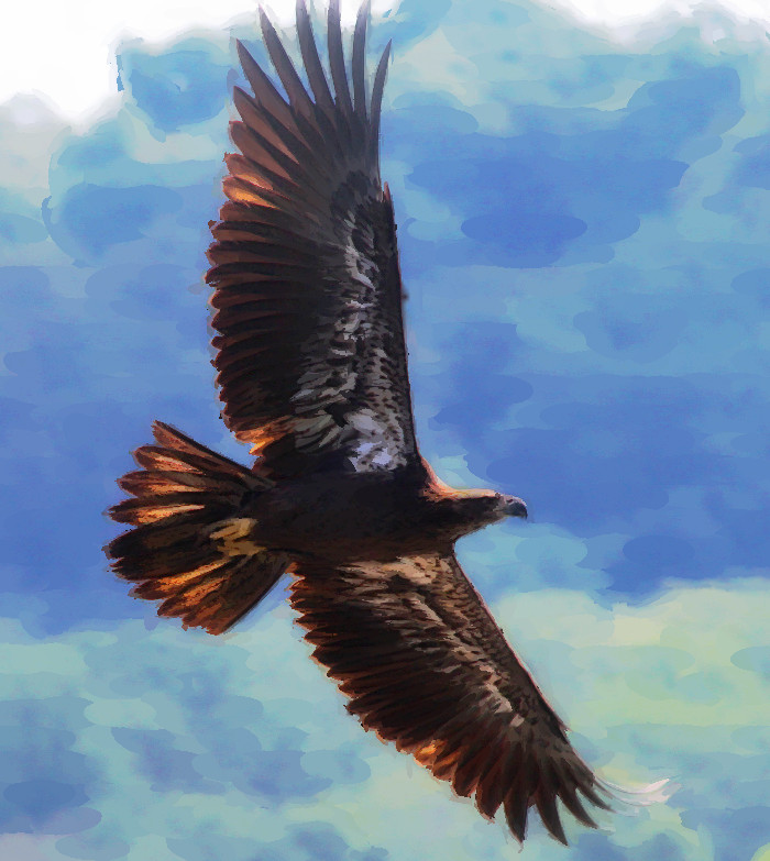 Quad_Eagle.jpg