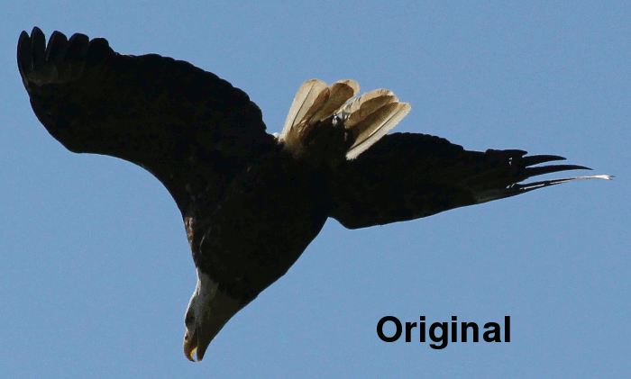 eagle_test.gif