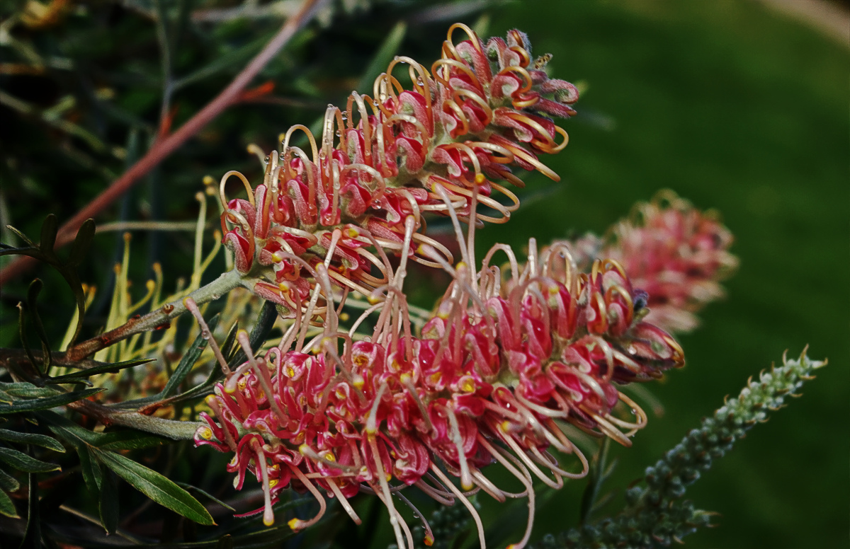 grevillea_misty_pink_edit.jpg