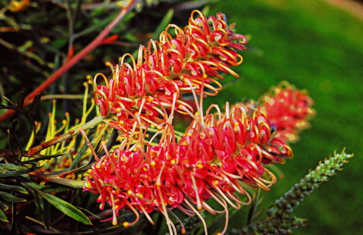 3878_grevillea_misty_pink_Enhancement.JPG