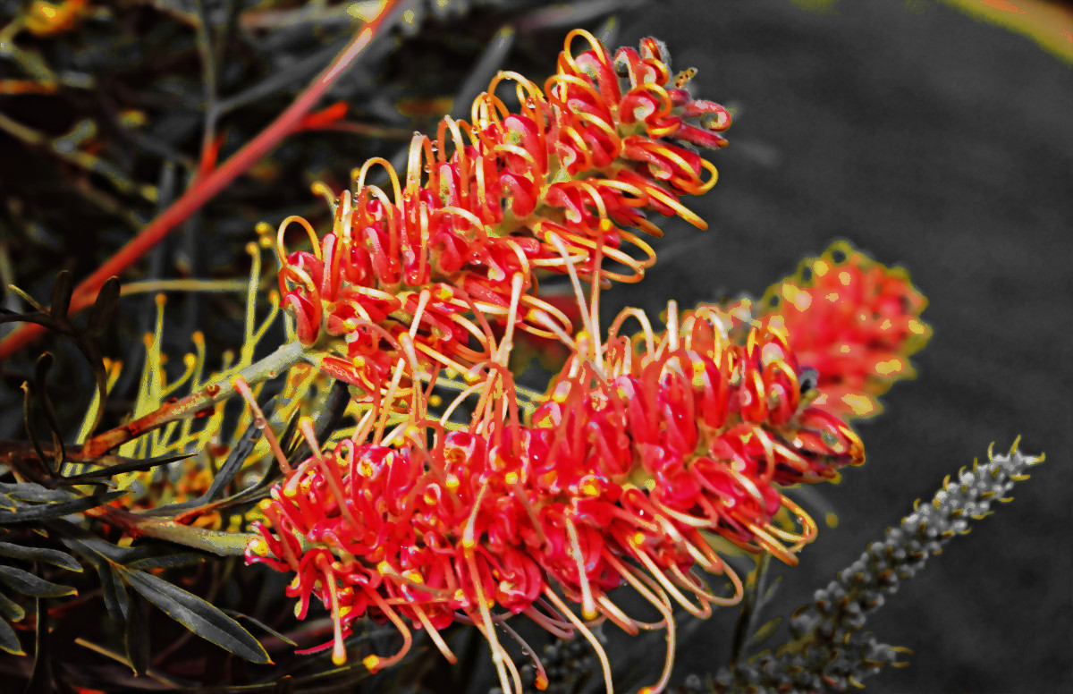 3878_grevillea_misty_pink_Red&Orange.JPG