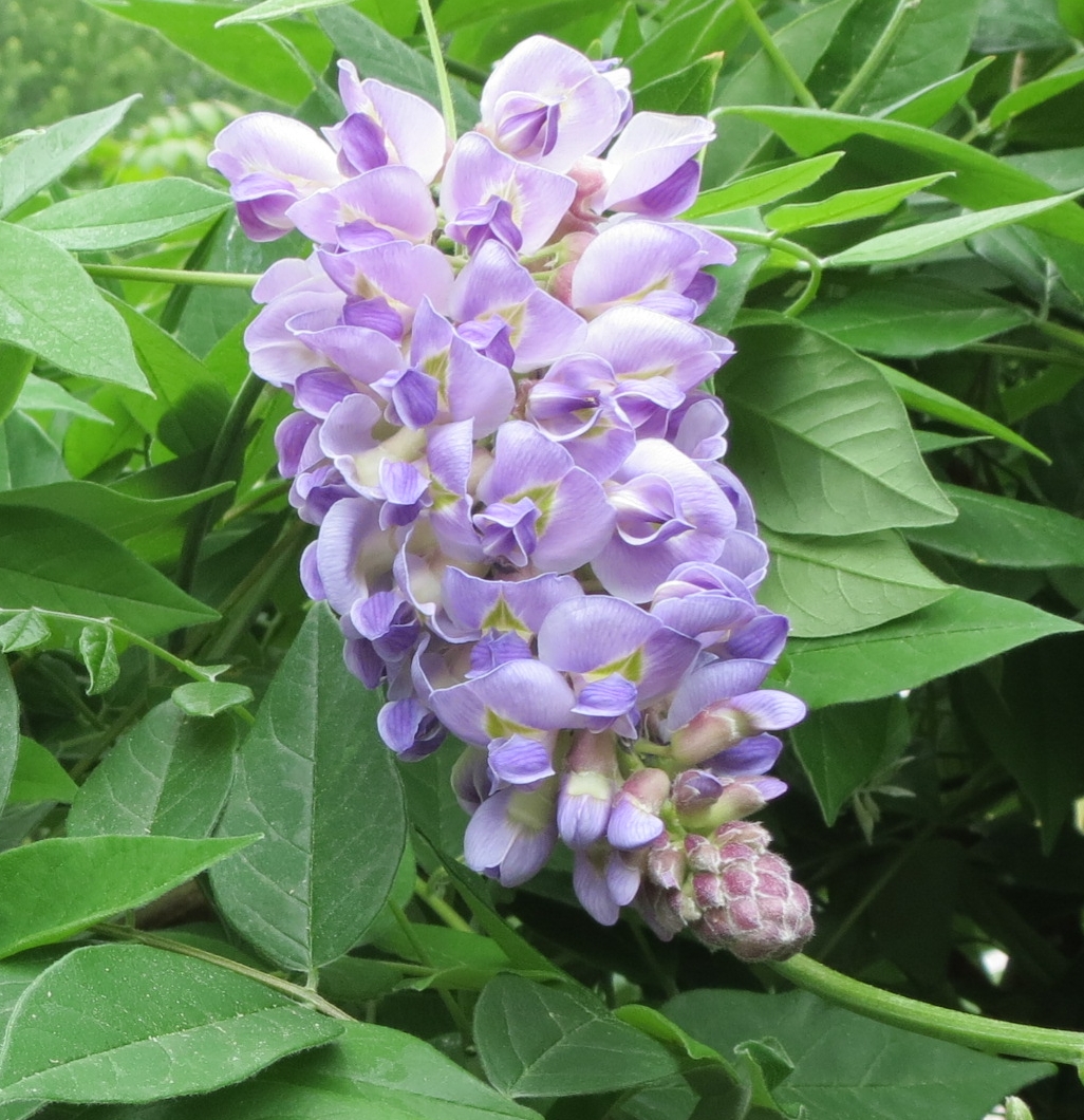 Wisteria Closeup Maine June 2017.jpg