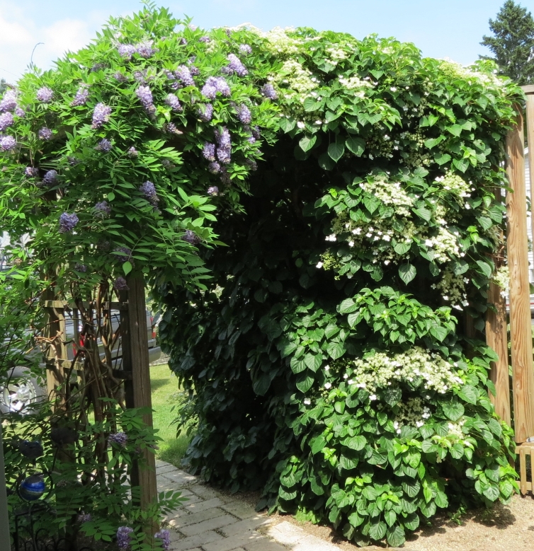 Wisteria & Hydrangea Vines Maine June 2017.jpg