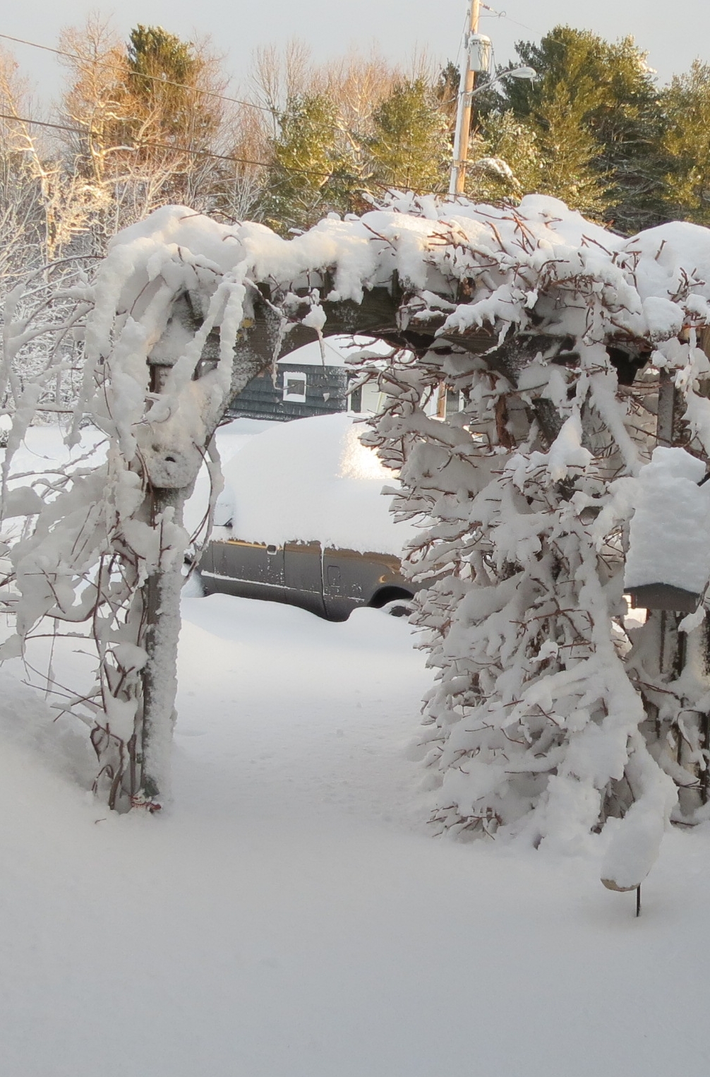 Wis & Hyd Vines Maine Dec 2016.jpg