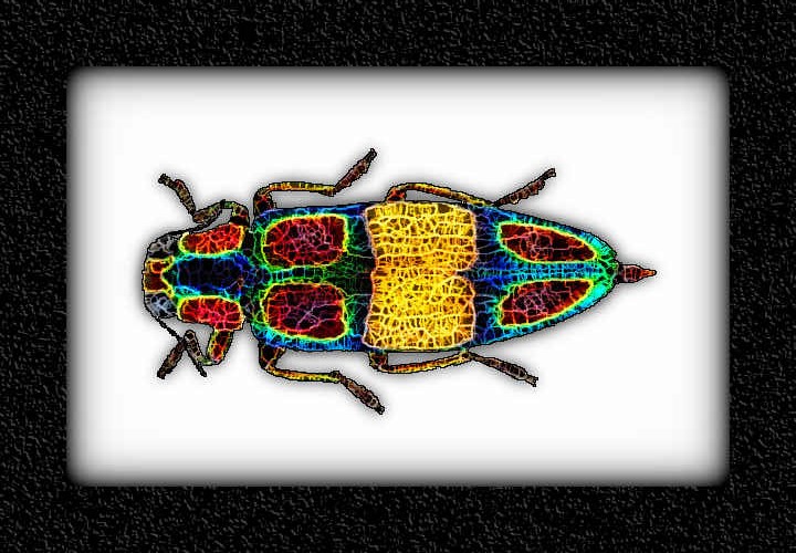 abugjewelbeetle~2,BA_SpiderPaint.jpg