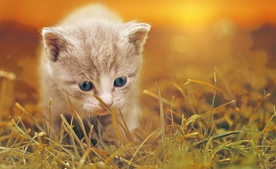 Dinasset 2Hues.Kitten.jpg
