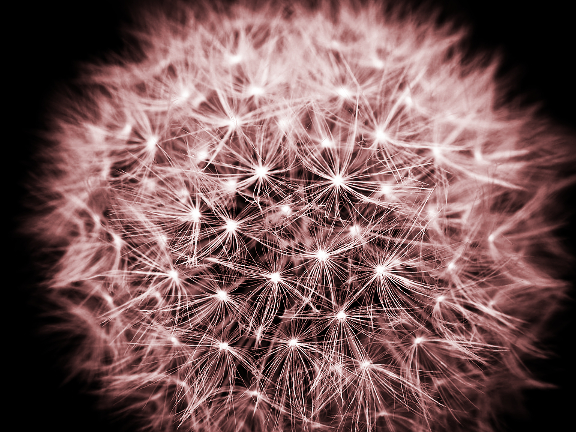 Dinasset.OverlayHue.DandelionPuff.jpg