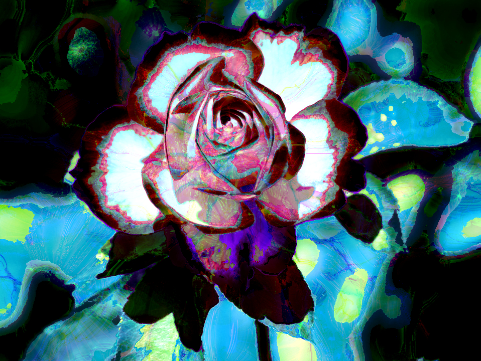 Tin Tran.Fractalize Coloration.rose 2.jpg