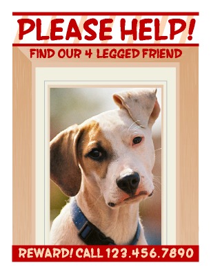mr-animalflyer-letter.jpg