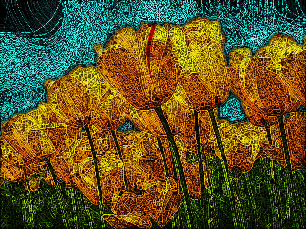 Tulips.jpg