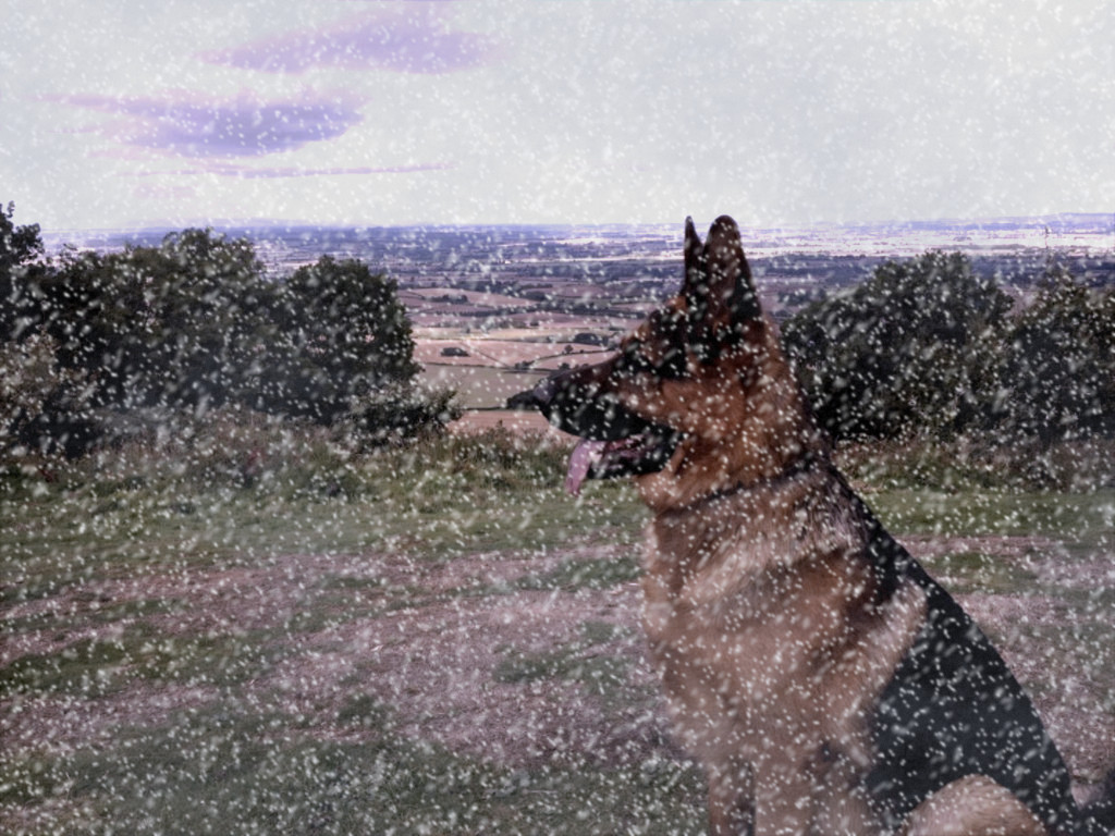 Lucca_DN_Snowy.JPG