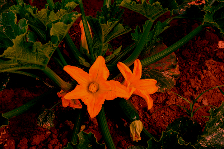 Dinasset.PlayAtmosphere 2.Flowers.jpg