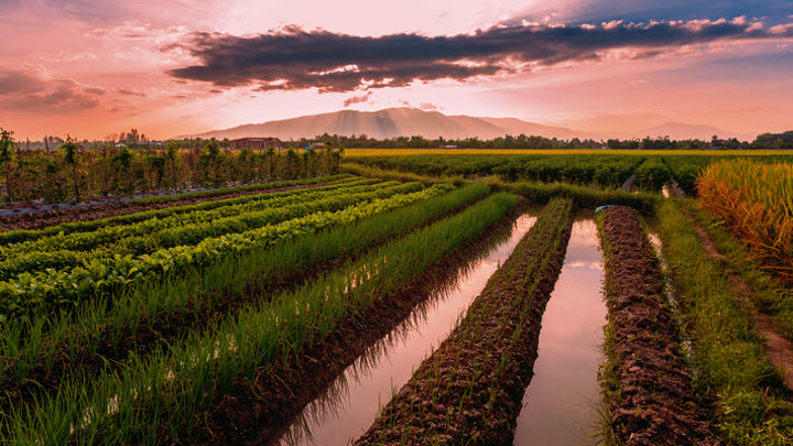 Dinasset.PlayAtmosphere 2.Morning. Irrigation Canals.jpg