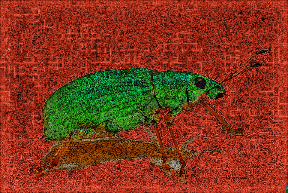 BA.SpiderPaint QT.Weevil.jpg