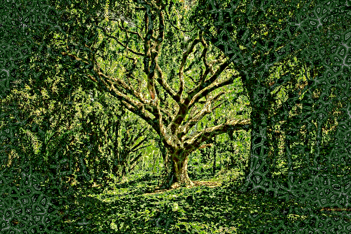Dinasset.Voronoi.Old Tree.jpg