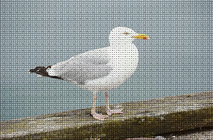 TinTran.Cross Stitch Look.Bird.jpg