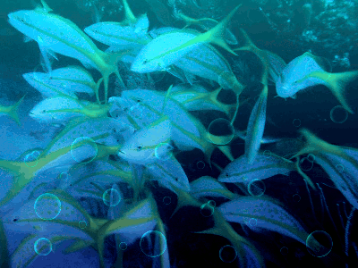 fish bubbles.gif