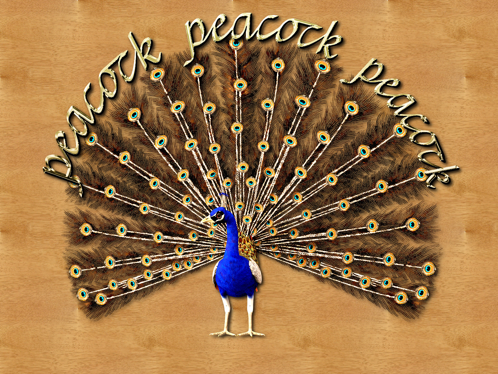 peacock-2372211_Skinnyhouse_JoinedText.jpg