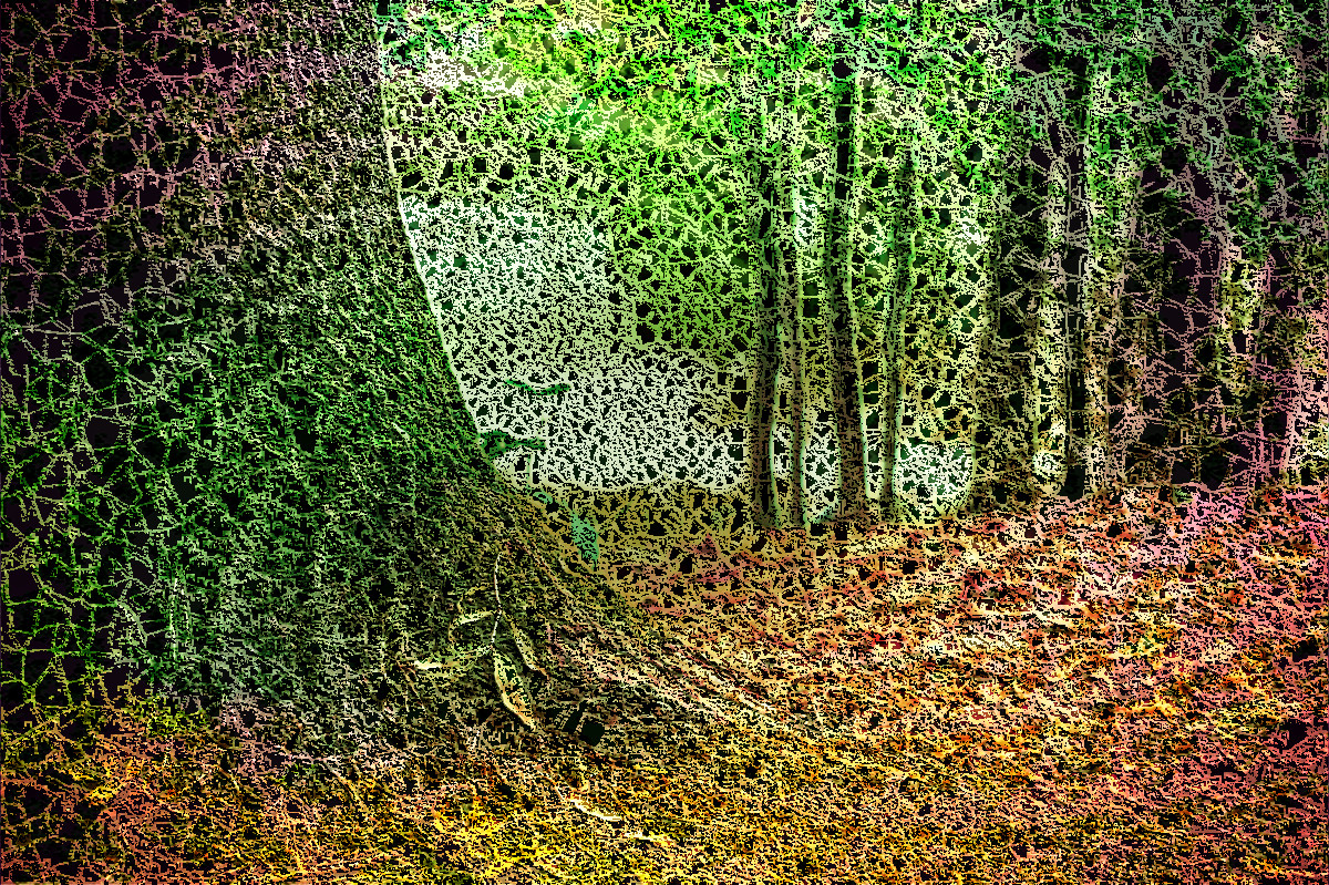 tree-trunk-569275_DN_CPCrochet_F.jpg