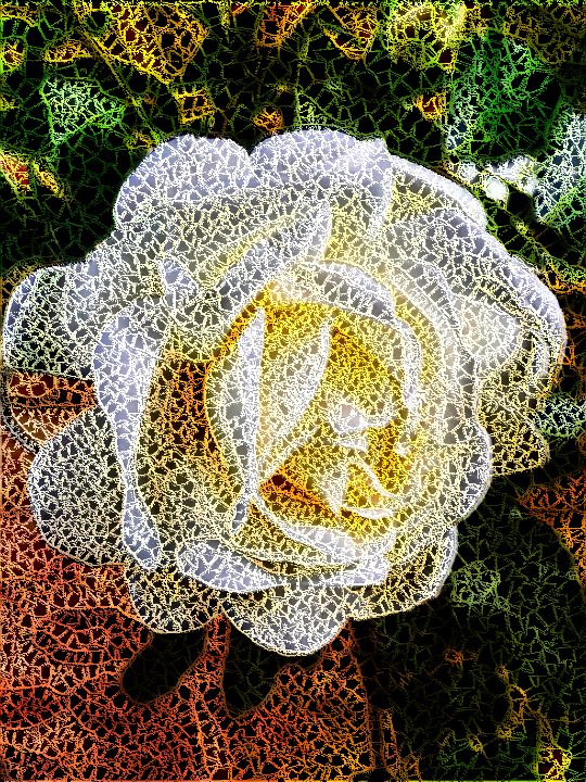 Dinasset.CPC.Ivory Rose.jpg