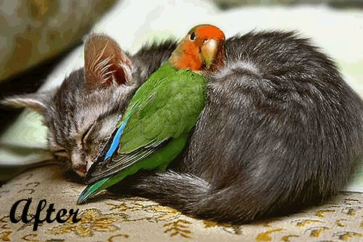 Dinasset.SmartSharpen.Cat.Bird.gif
