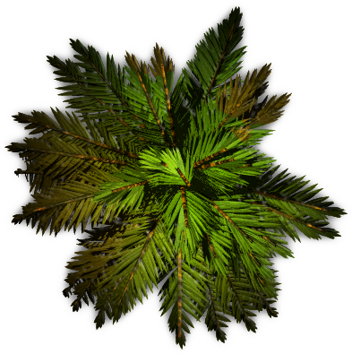 palm2_RMA.png