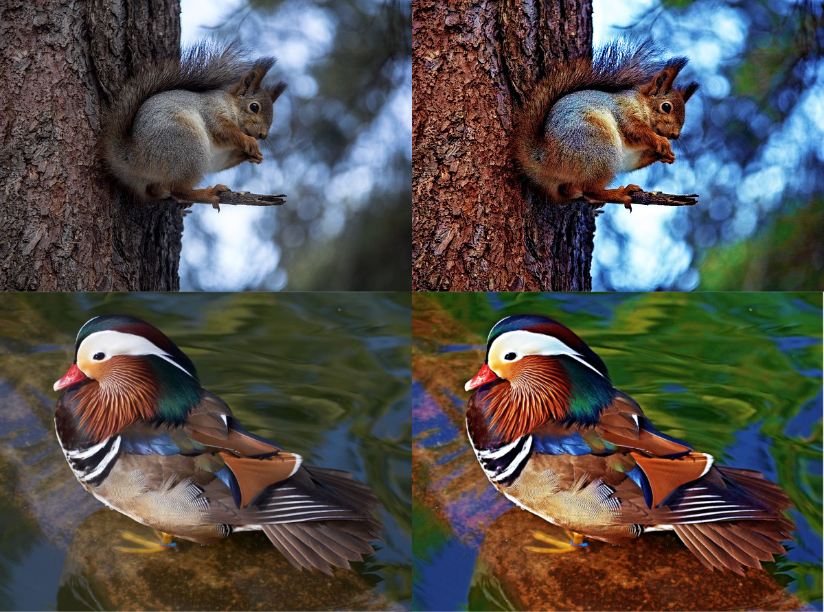 squirrel-and Duck_DN_MaxPixelColour.jpg