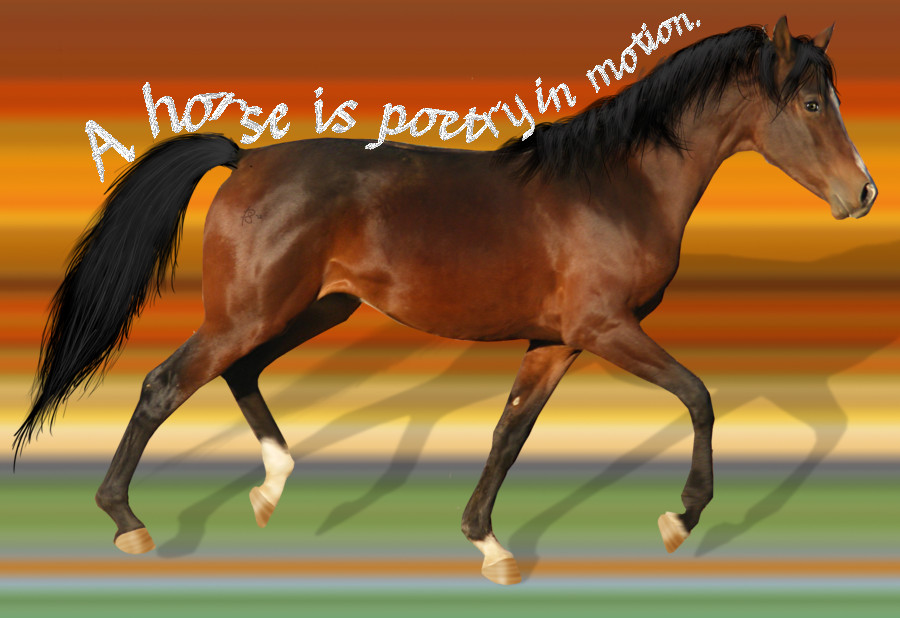 Beautiful horse_Joined-up Text.jpg