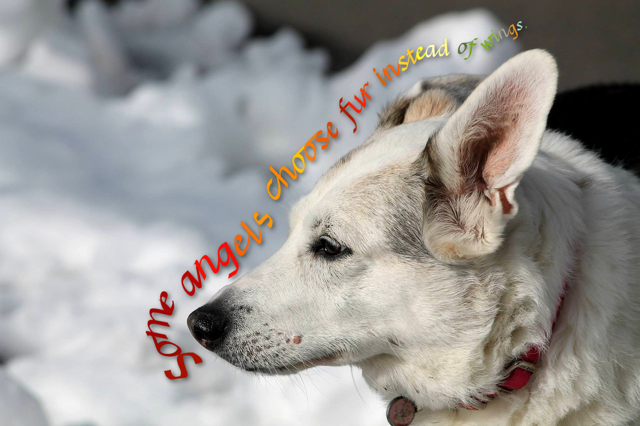 dog-1755756_Skinnyhouse_Joined-up_GradientText.jpg
