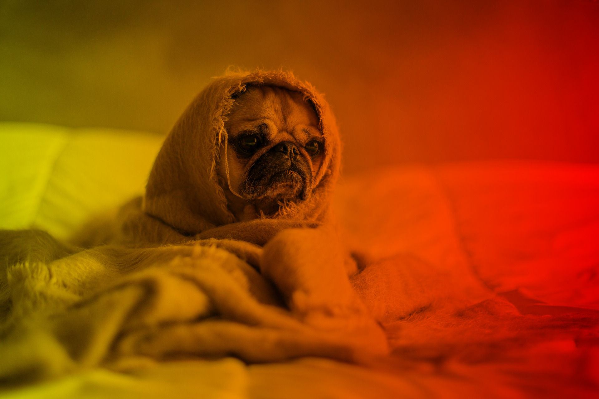 pug-1210025_1920_plus-heat.jpg