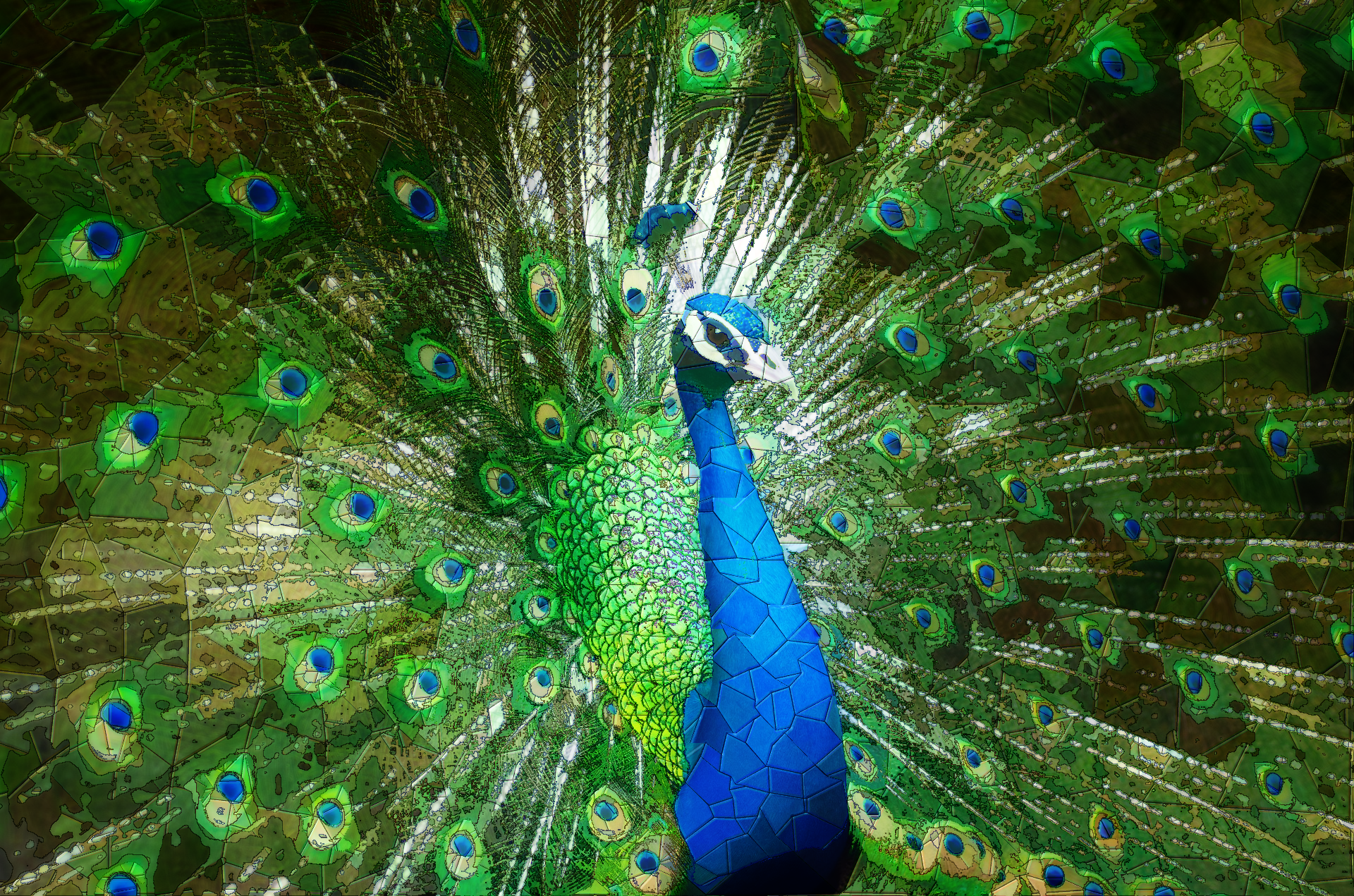 peacock.png