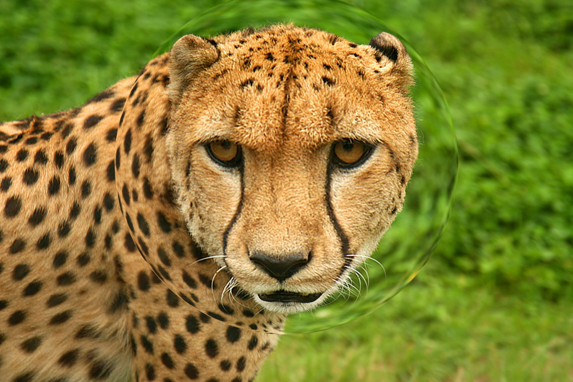 Cheetah_Spherize.jpg