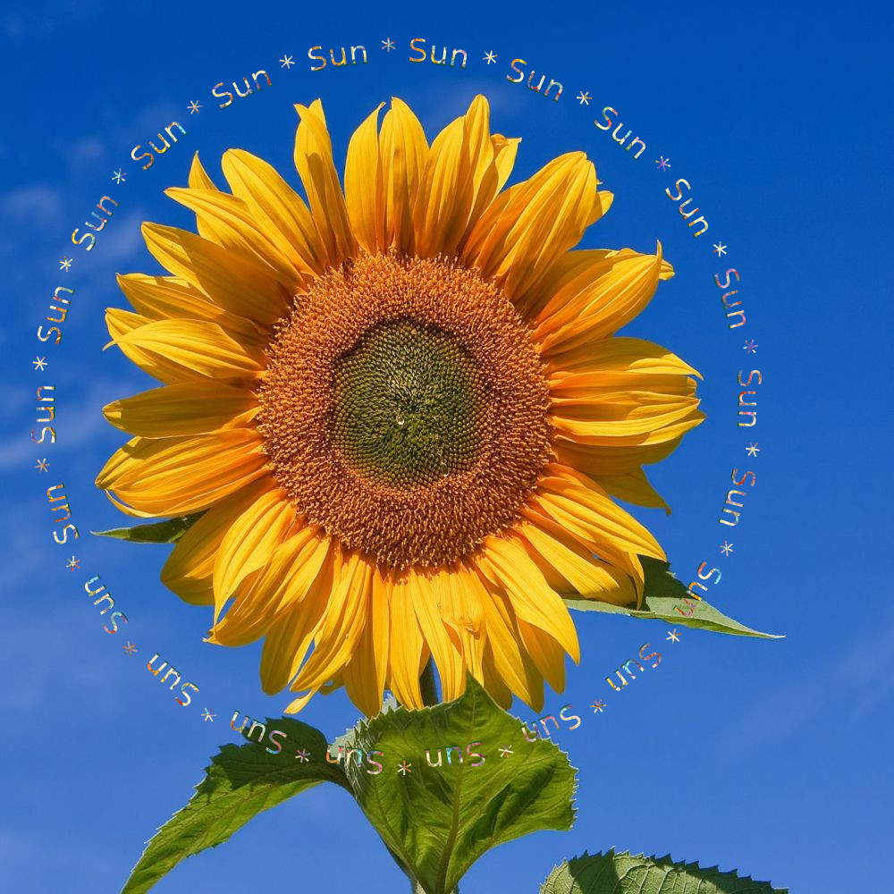 Sunflower_repeated text.jpg