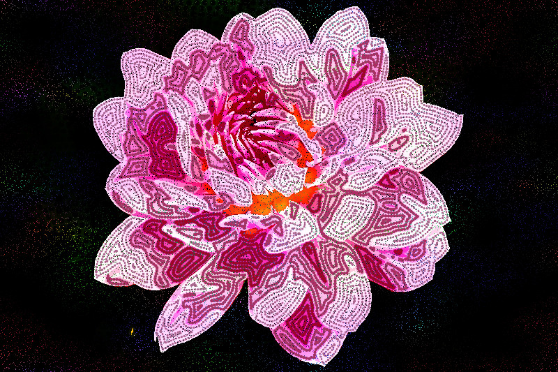 dahlia-1624455_DN_FakeVoronoi_D.jpg
