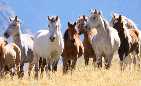 120214_EX_horses.jpg.CROP.rectangle3-large.jpg