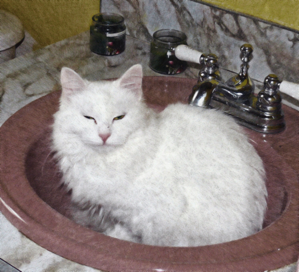 Witte_Kat.jpg