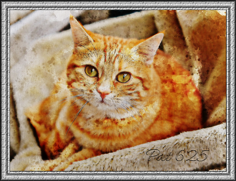 Watercolor Effect.Kitten.jpg