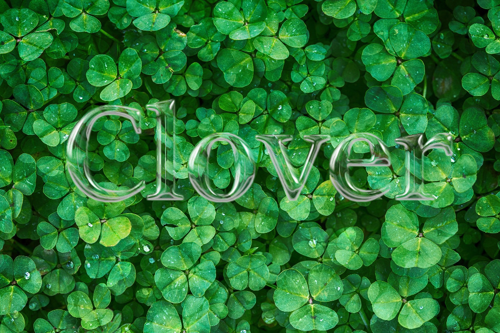 clover.jpg