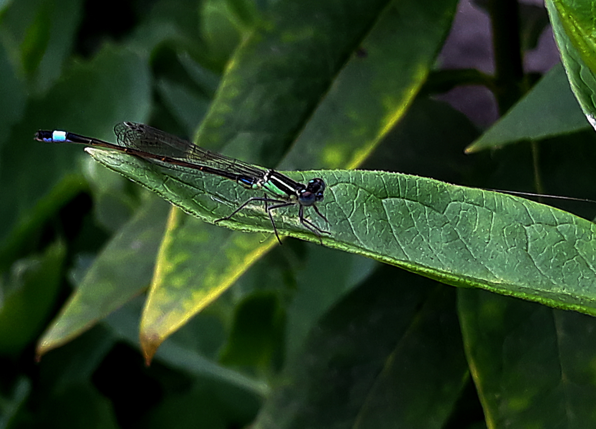 dragonfly_original.jpg