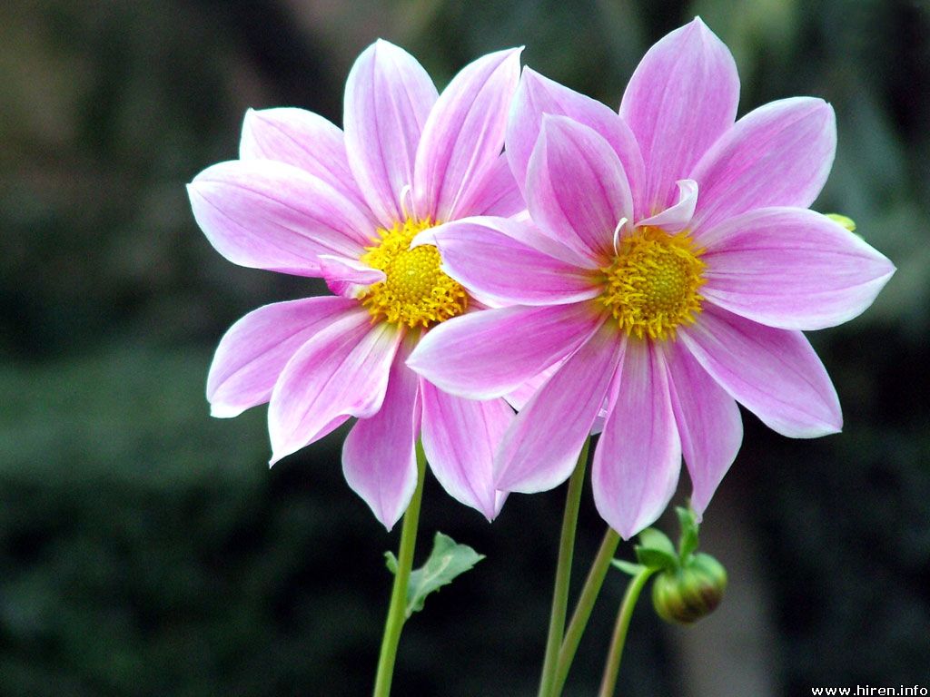 ir-flowers.jpg