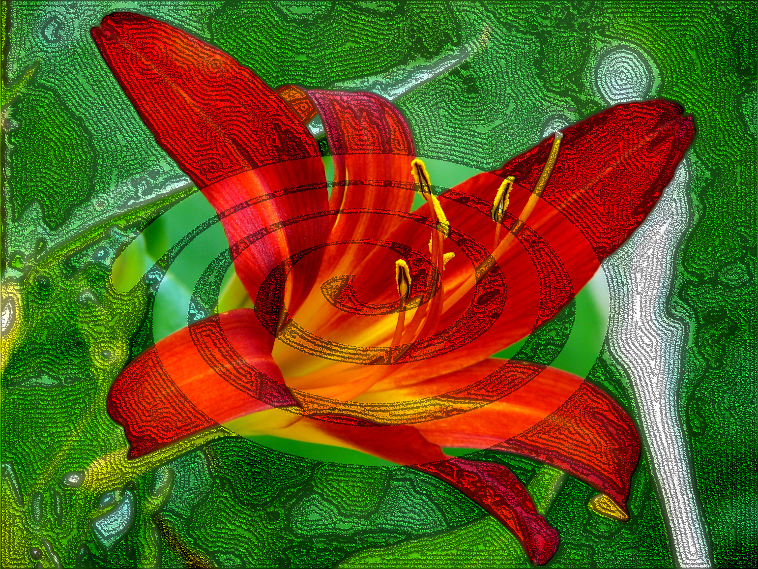 bloom-blossom-close-up-DN_DrawingFollowsBorders_Gimp210.jpg