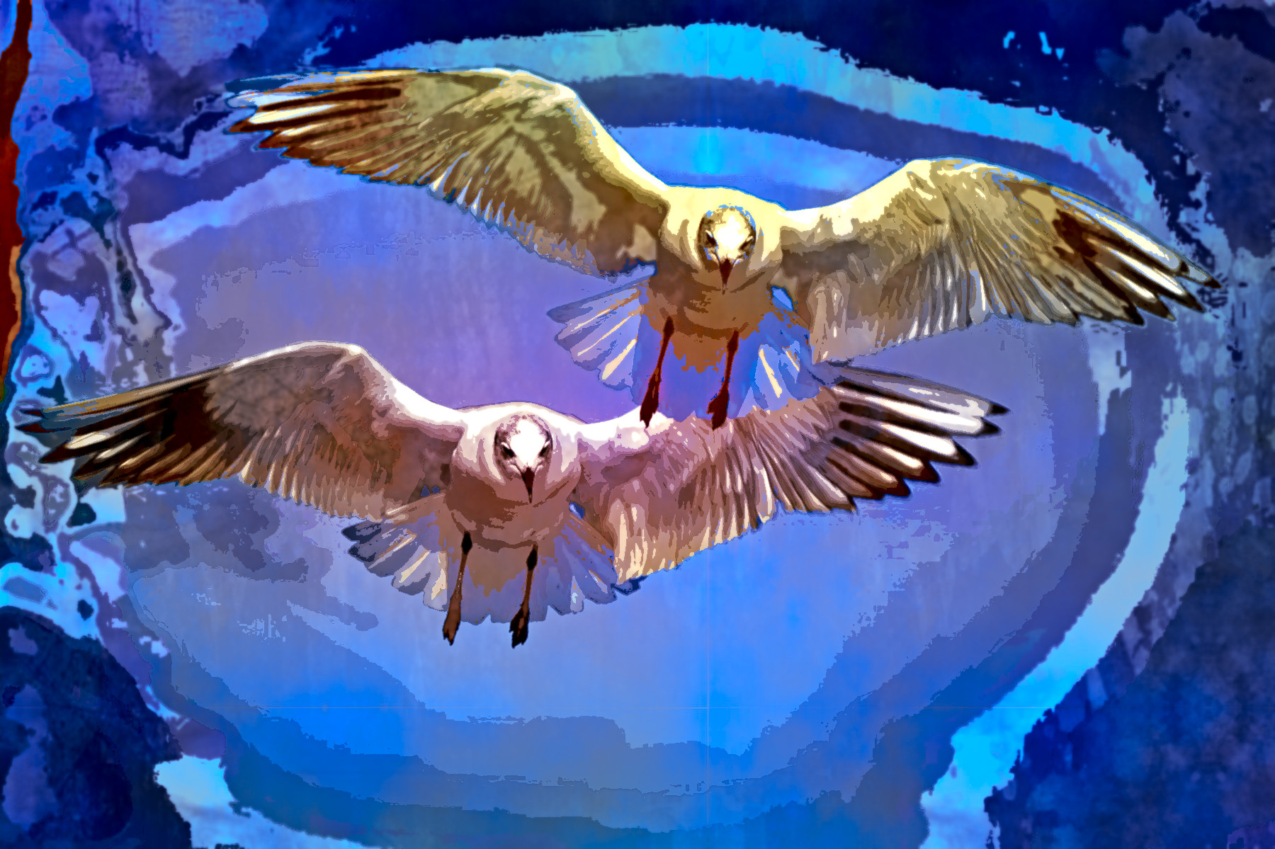 gulls-654046_DN_Aqua_Look_GimpEval-2.jpg