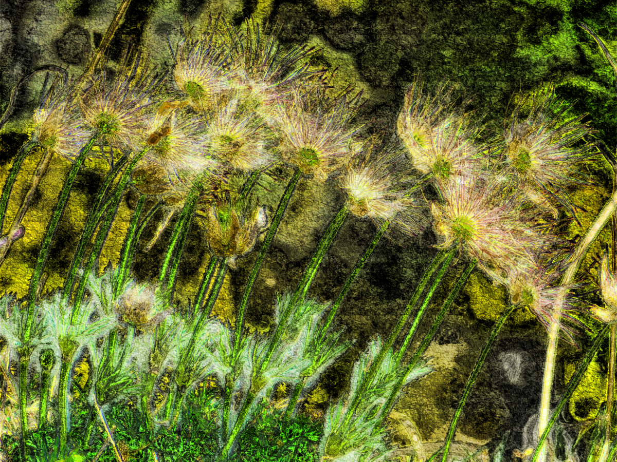 pasque-flower.acryl look.png