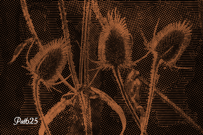 DN_AutoHatch.Crazy Draw ON Dark.Colorize.Wild Teasel Plant.jpg