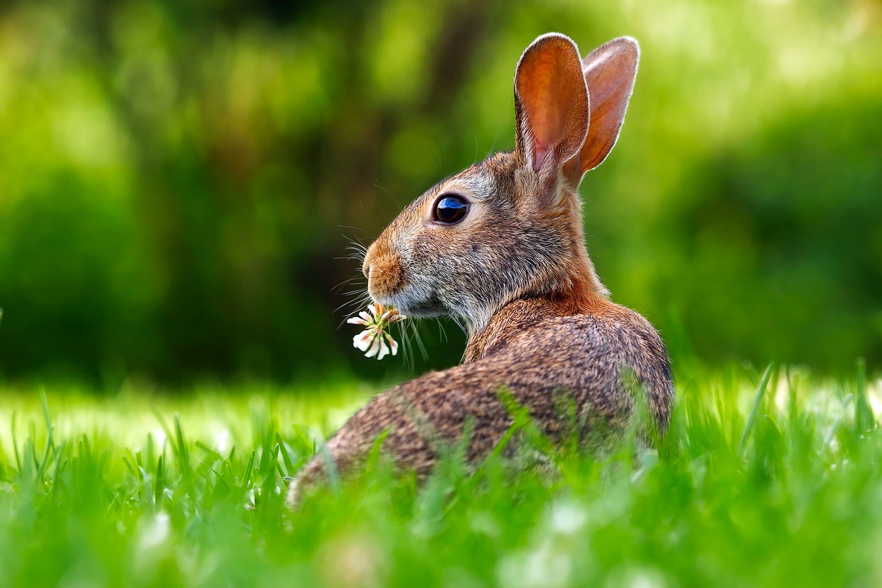 rabbit-1903016_1280.jpg