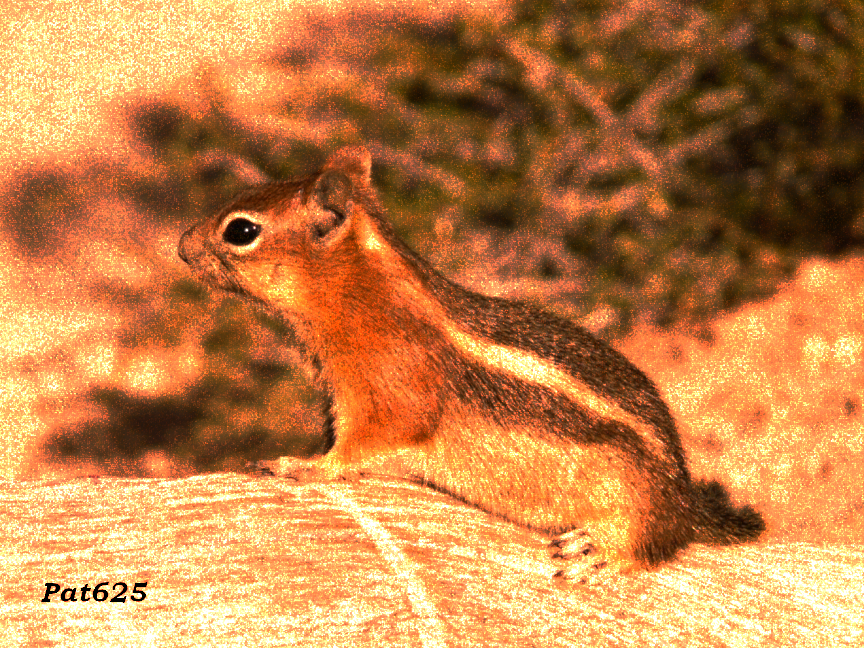 DN_TextureLook 2.10A.DecoTile.SinglePat.Chipmunk.jpg