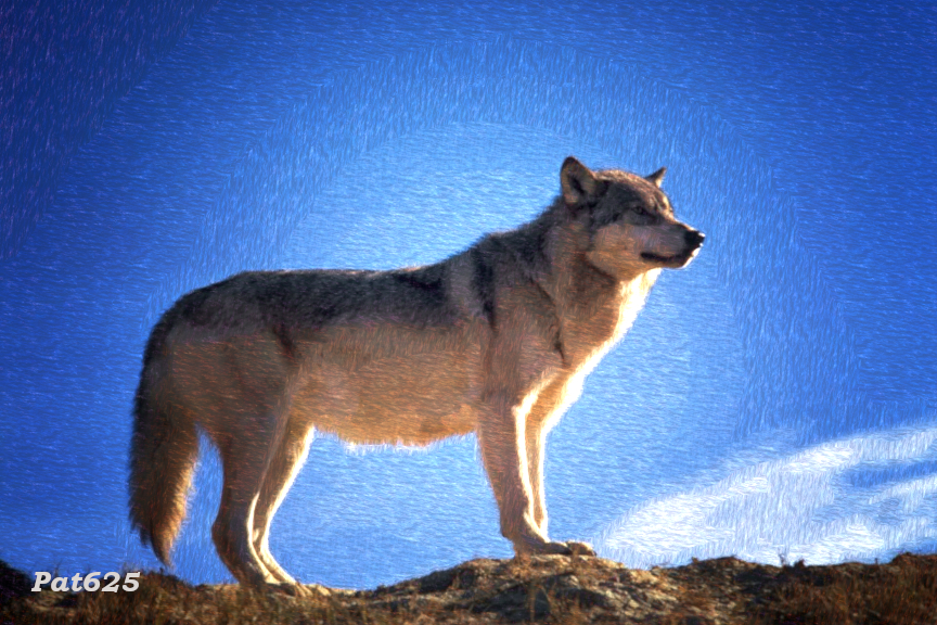 DN_TextureLook 2.10a.WetStone100.SinglePat.Wolf.jpg